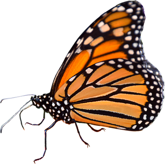 Monarch butterfly isolated cutout